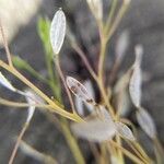 Draba muralis Frukto