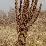 Verbascum speciosum Fruto