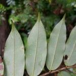 Xylopia pulcherrima Hoja