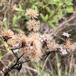 Solidago giganteaFruit