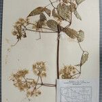 Clematis gouriana 其他