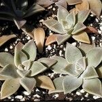 Graptopetalum paraguayenseLeaf