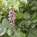 Buddleja lindleyana Flor