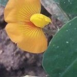 Arachis hypogaea 花