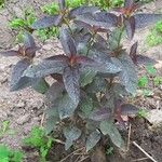 Lysimachia ciliata Leaf