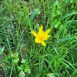 Tulipa sylvestris പുഷ്പം