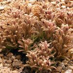 Castilleja nana Hábito