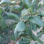 Quercus suber Blatt