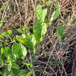 Cynanchum insipidum Blatt