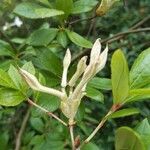 Rhododendron viscosum പുഷ്പം