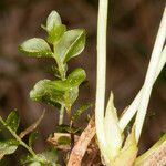 Viola palustris बार्क (छाल)