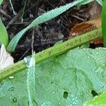 Rumex obtusifolius Ekosanga