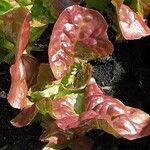 Lactuca sativa Leaf