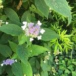 Hydrangea involucrata Blüte