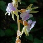 Epipogium aphyllum Flower