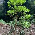 Gesnouinia arborea Habit