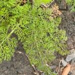 Daucus pusillus Leaf