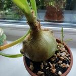 Albuca bracteata Hoja