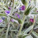 Echium creticum Bark