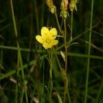 Saxifraga hirculus Other