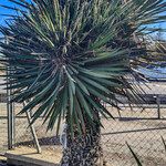 Yucca filifera Vivejo