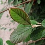 Cotoneaster coriaceus Feuille