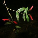 Aeschynanthus calanthus