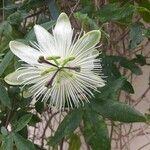 Passiflora foetidaŽiedas