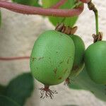 Actinidia arguta Frukt