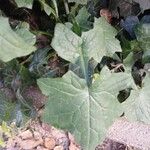 Lactuca muralis Blad