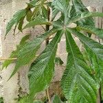 Cecropia pachystachya Feuille