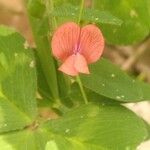 Lathyrus sphaericus Flor