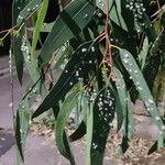 Eucalyptus camaldulensis Blad