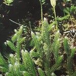 Lycopodium clavatum Elinympäristö