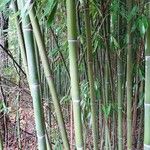 Phyllostachys aureosulcata Rinde