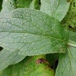 Senecio hercynicus Leaf