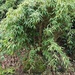 Phyllostachys aurea Habit