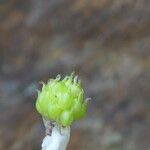 Ranunculus platanifolius Mbuma