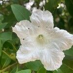 Cordia taguahyensis