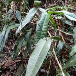 Eugenia gatopensis Habitat