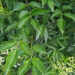 Sambucus canadensisFolha