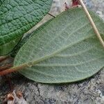 Salix reticulata Blatt