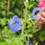 Salvia patens Folha