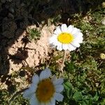 Anthemis cretica Habitus