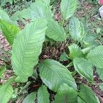 Spathiphyllum blandum List