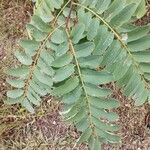 Robinia pseudoacacia葉