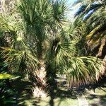 Sabal palmetto 形態