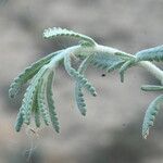 Teucrium dunense Hoja