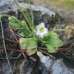 Pinguicula crystallina Leaf