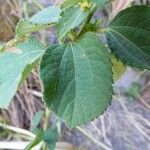 Triumfetta pentandra Leaf